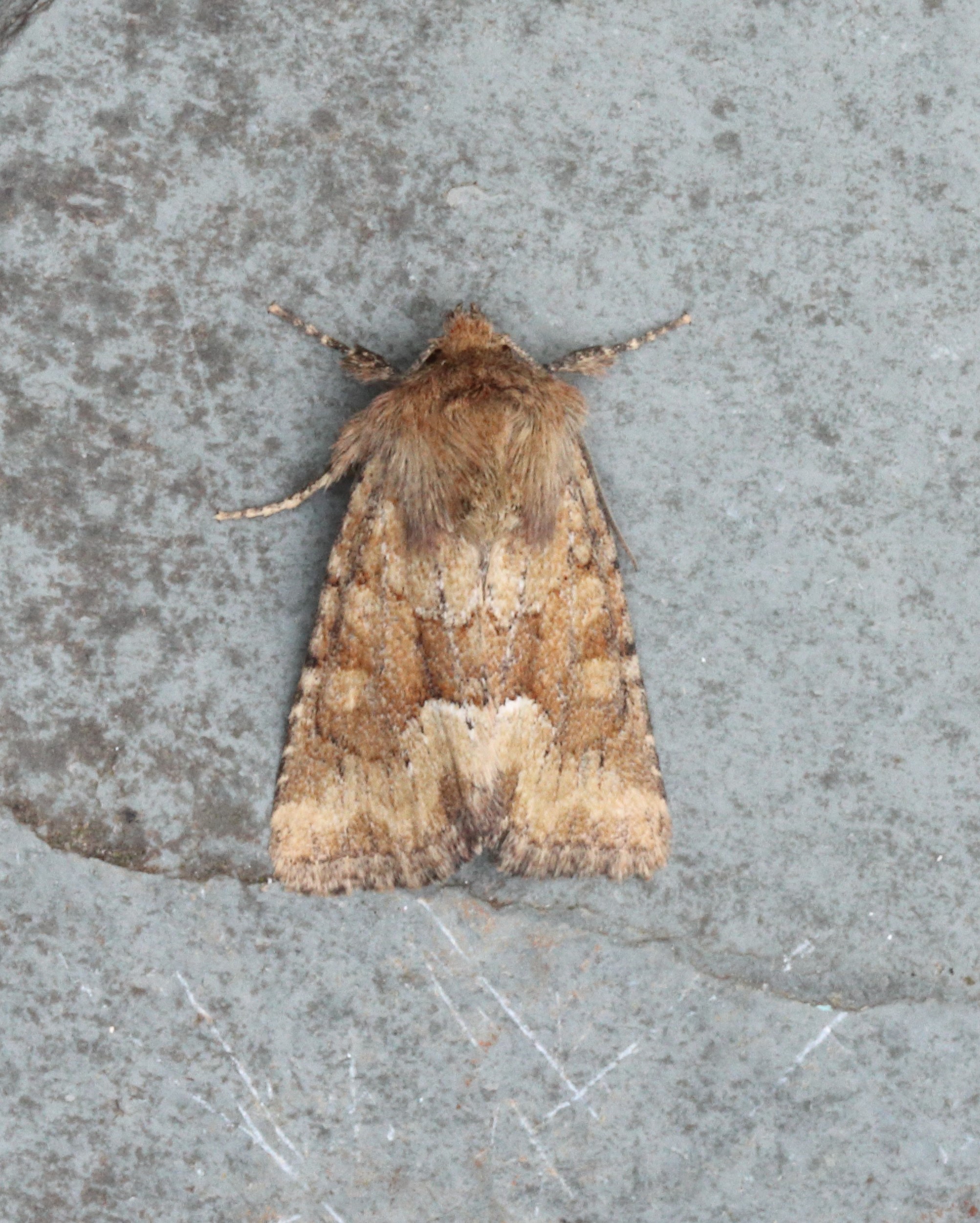 Photo of Middle-barred Minor (Oligia fasciuncula)